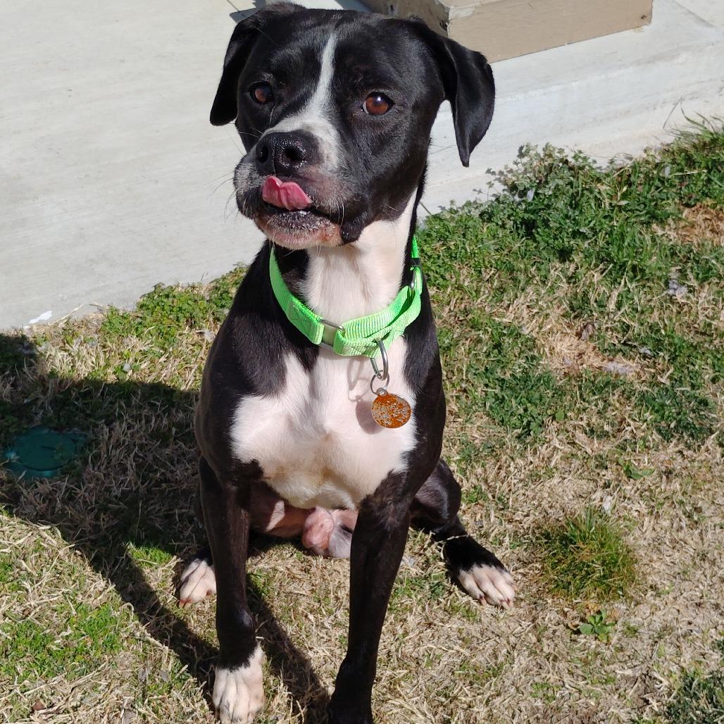 Enlarge Dude, a Adoptable mixed breed in Tulsa, OK image 3/6