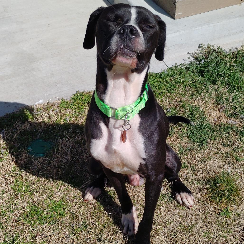 Enlarge Dude, a Adoptable mixed breed in Tulsa, OK image 4/6