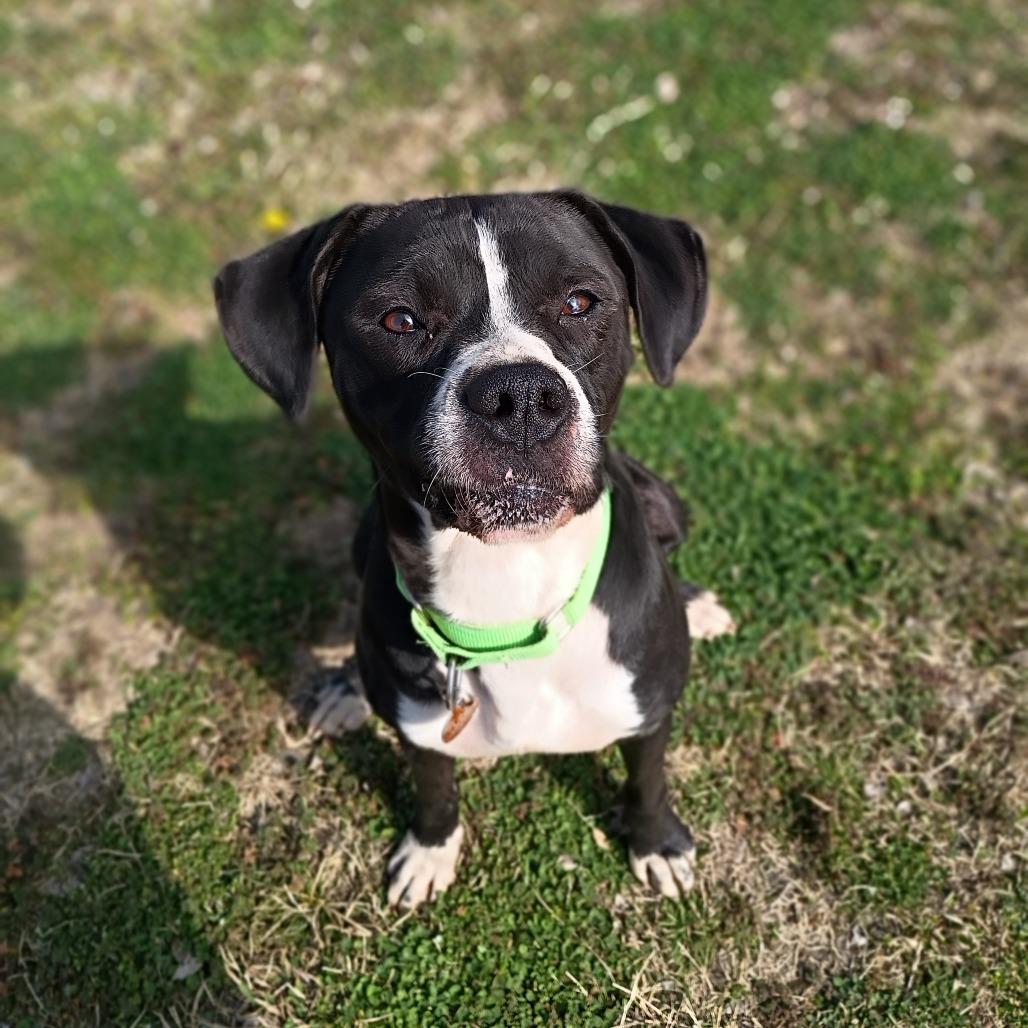 Enlarge Dude, a Adoptable mixed breed in Tulsa, OK image 5/6