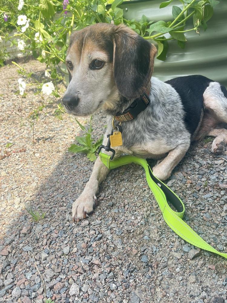 Orville, a Adoptable Beagle in Charleston, SC image 1/6