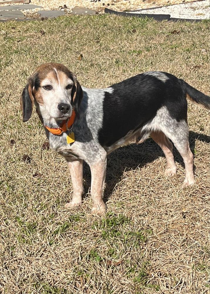 Orville, Adoptable, Adult Male Beagle.