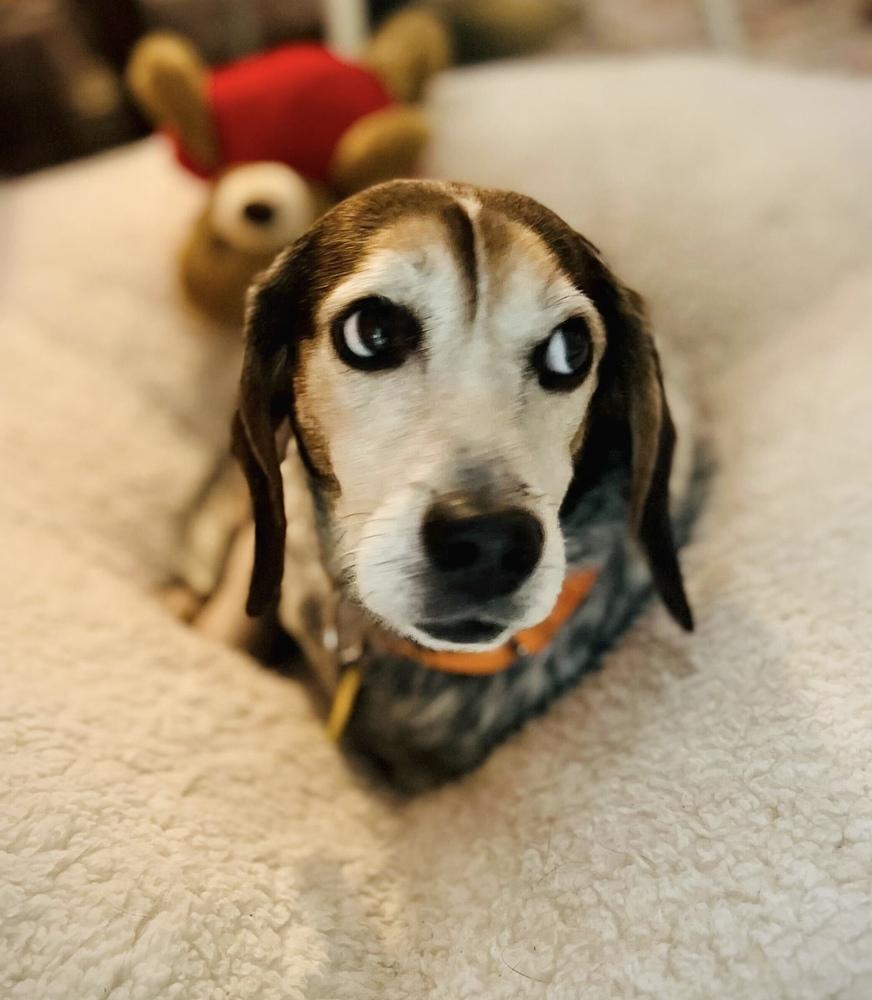 Enlarge Orville, a Adoptable Beagle in Charleston, SC image 2/6