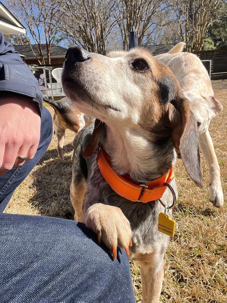 Enlarge Orville, a Adoptable Beagle in Charleston, SC image 3/6