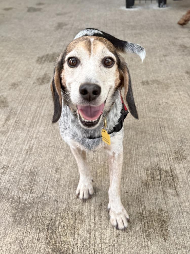 Enlarge Orville, a Adoptable Beagle in Charleston, SC image 4/6