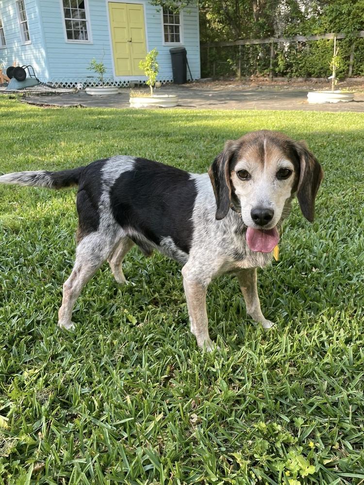 Enlarge Orville, a Adoptable Beagle in Charleston, SC image 4/6