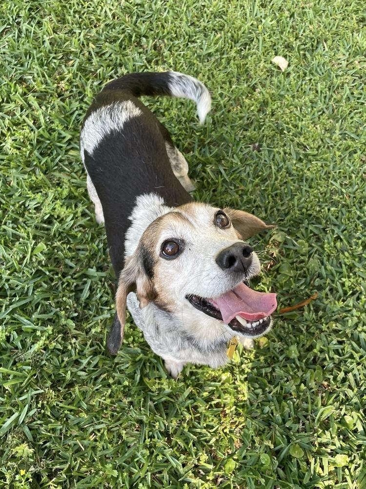 Enlarge Orville, a Adoptable Beagle in Charleston, SC image 5/6