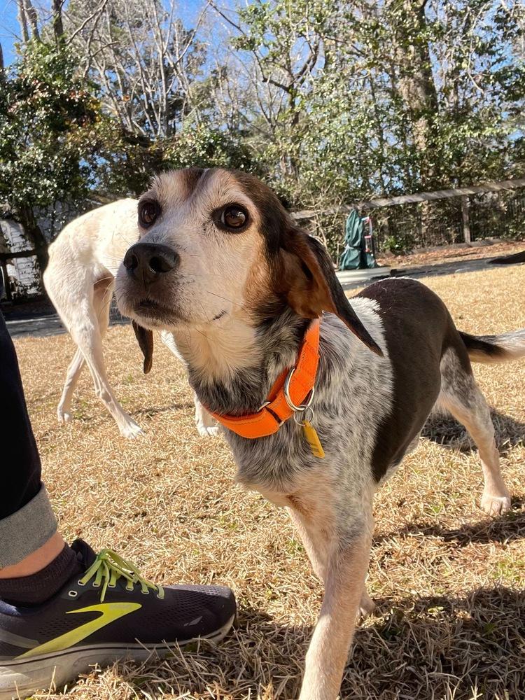 Enlarge Orville, a Adoptable Beagle in Charleston, SC image 6/6