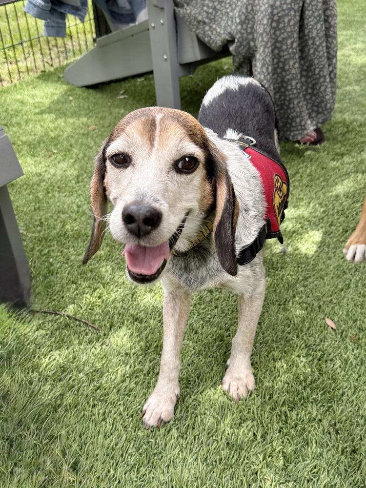 Enlarge Orville, a Adoptable Beagle in Charleston, SC image 6/6