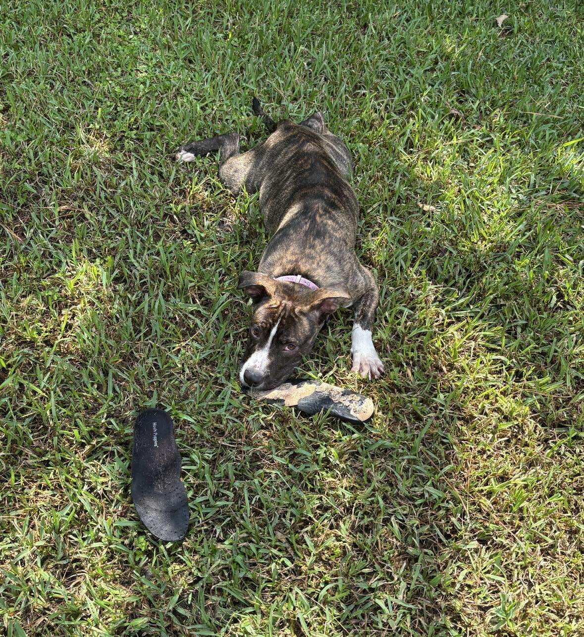 Enlarge Dusty -Local, a Adoptable mixed breed in West Warwick, RI image 3/5