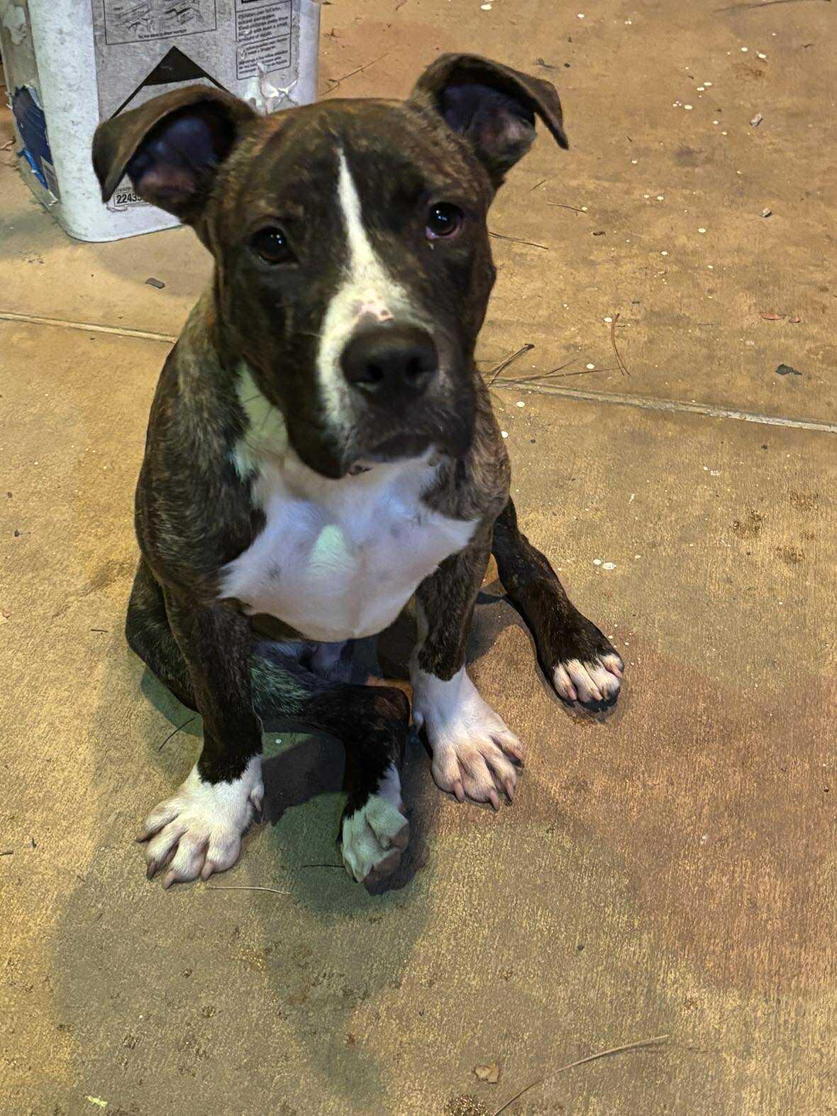 Enlarge Dusty -Local, a Adoptable mixed breed in West Warwick, RI image 1/5