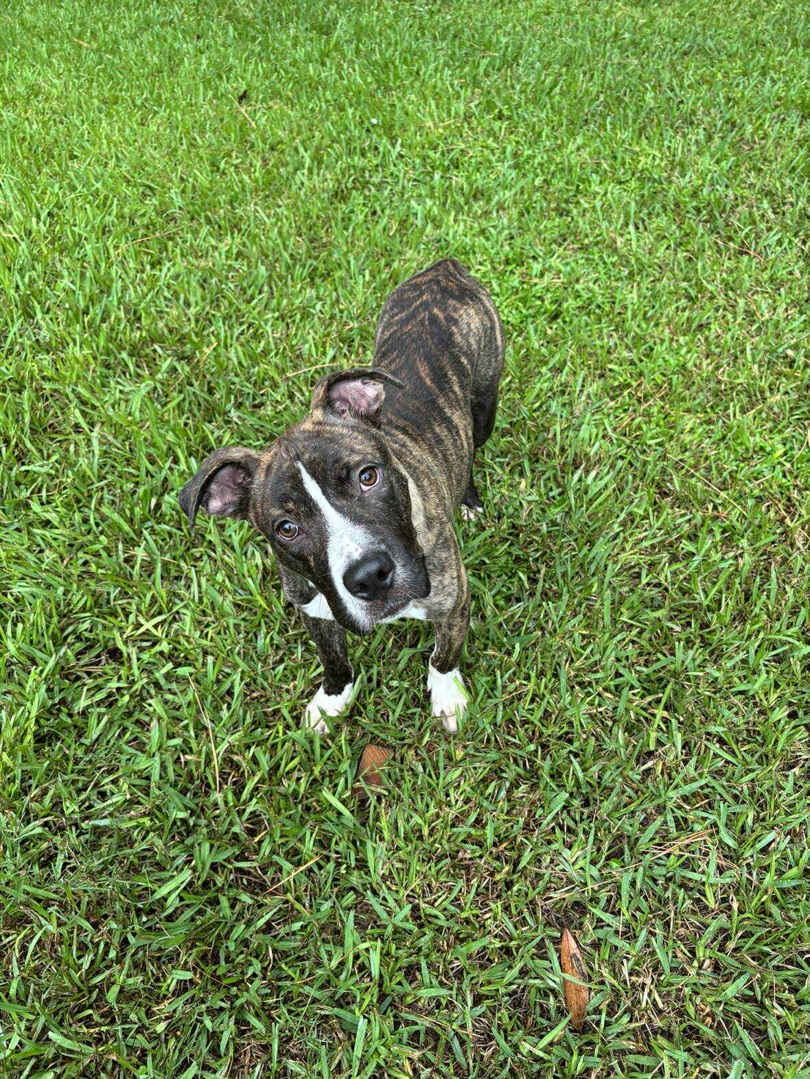 Enlarge Dusty -Local, a Adoptable mixed breed in West Warwick, RI image 2/5