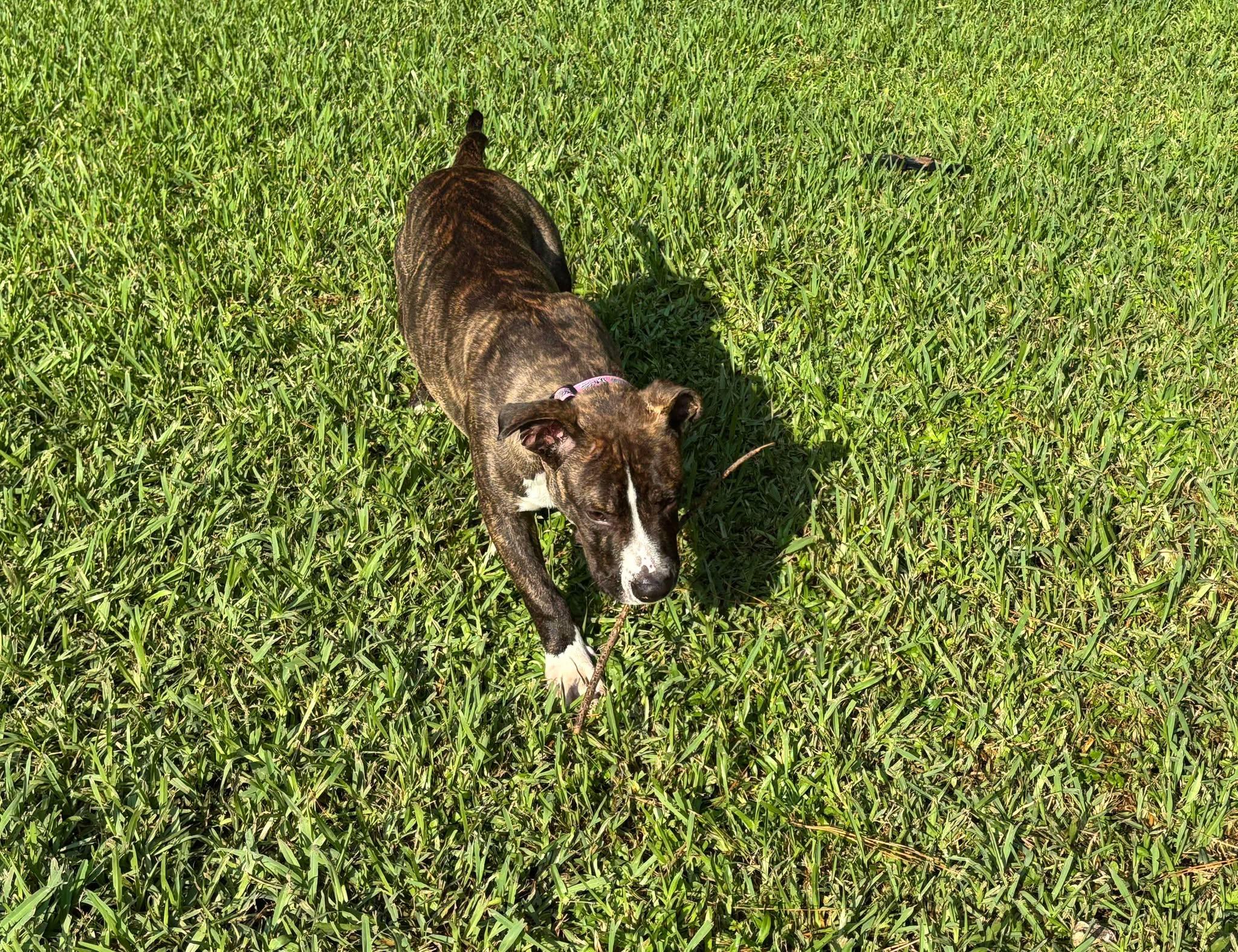 Enlarge Dusty -Local, a Adoptable mixed breed in West Warwick, RI image 4/5