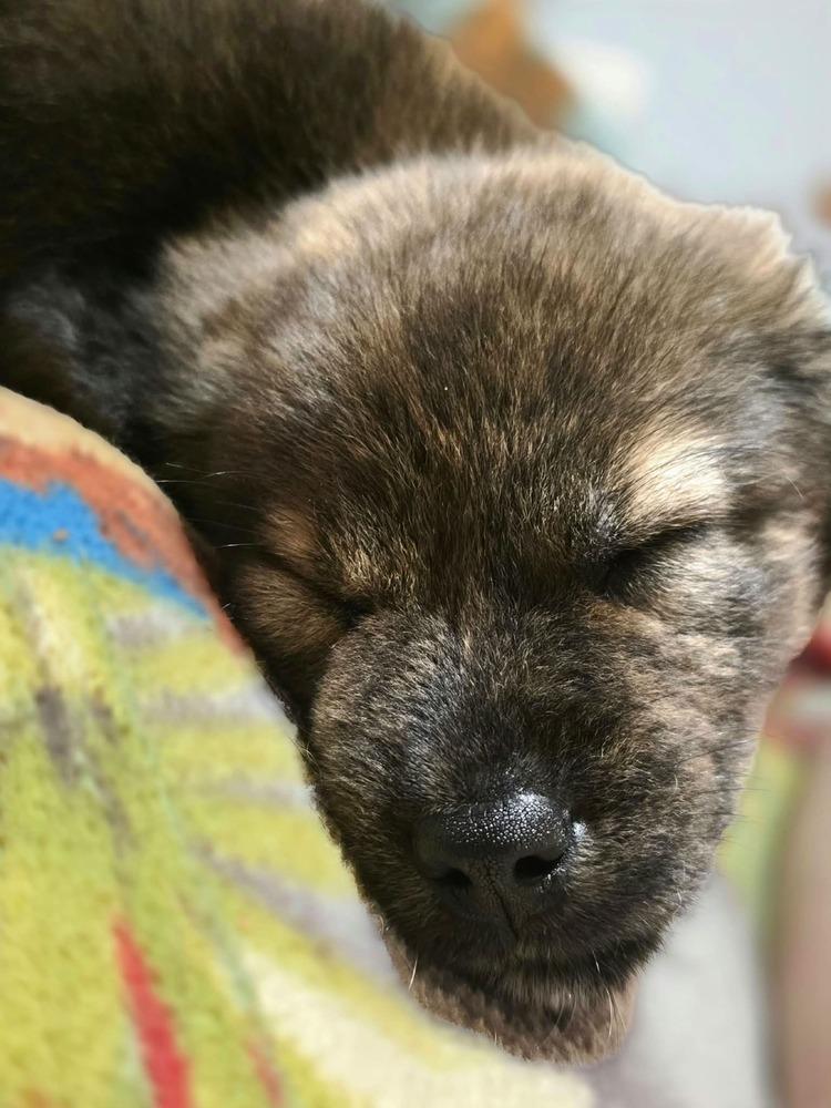 Enlarge Oso, a Adoptable mixed breed in Dorr, MI image 1/5