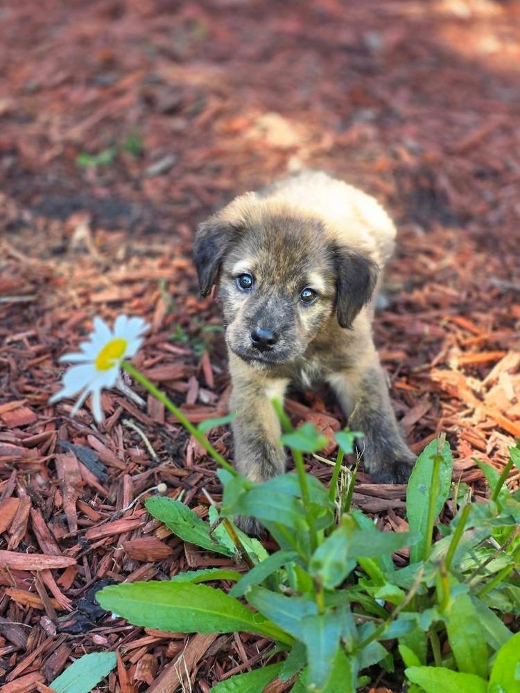 Enlarge Oso, a Adoptable mixed breed in Dorr, MI image 2/5