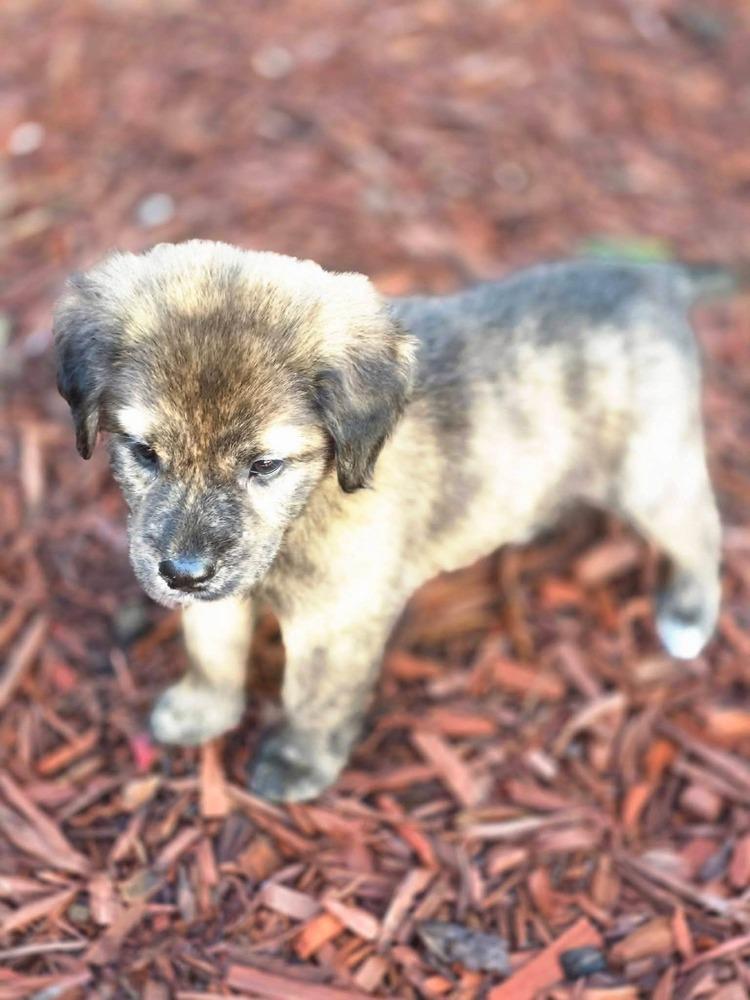 Enlarge Oso, a Adoptable mixed breed in Dorr, MI image 3/5