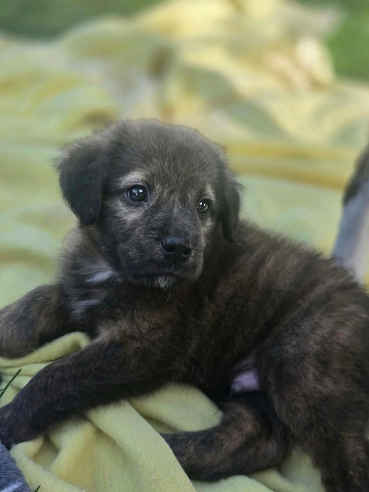 Enlarge Oso, a Adoptable mixed breed in Dorr, MI image 4/5