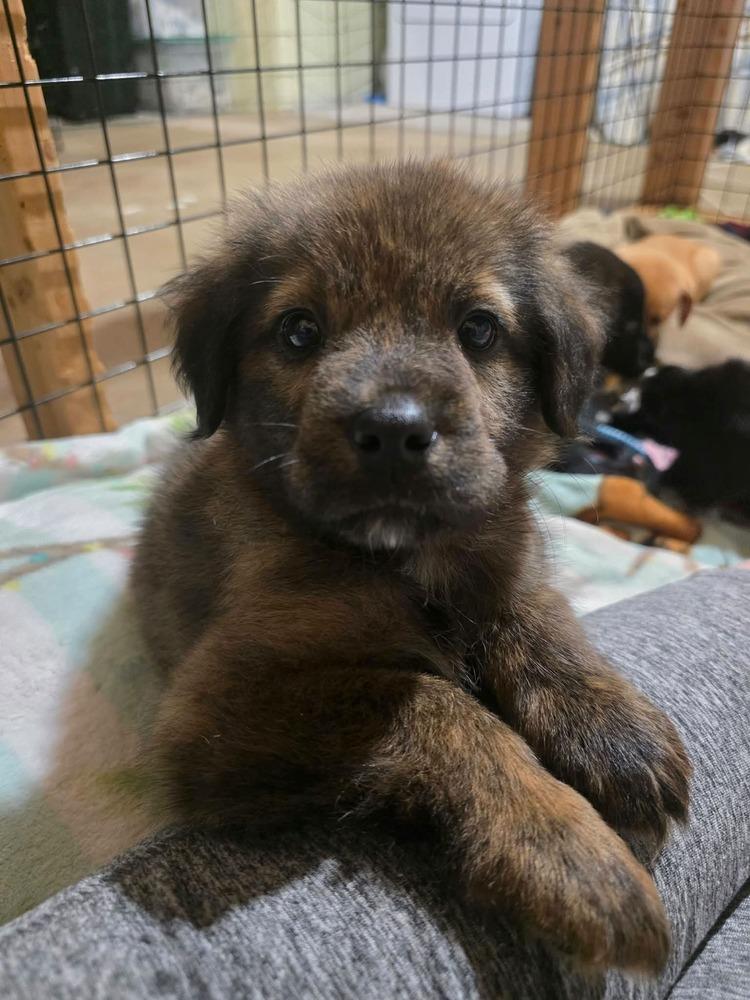 Enlarge Oso, a Adoptable mixed breed in Dorr, MI image 5/5