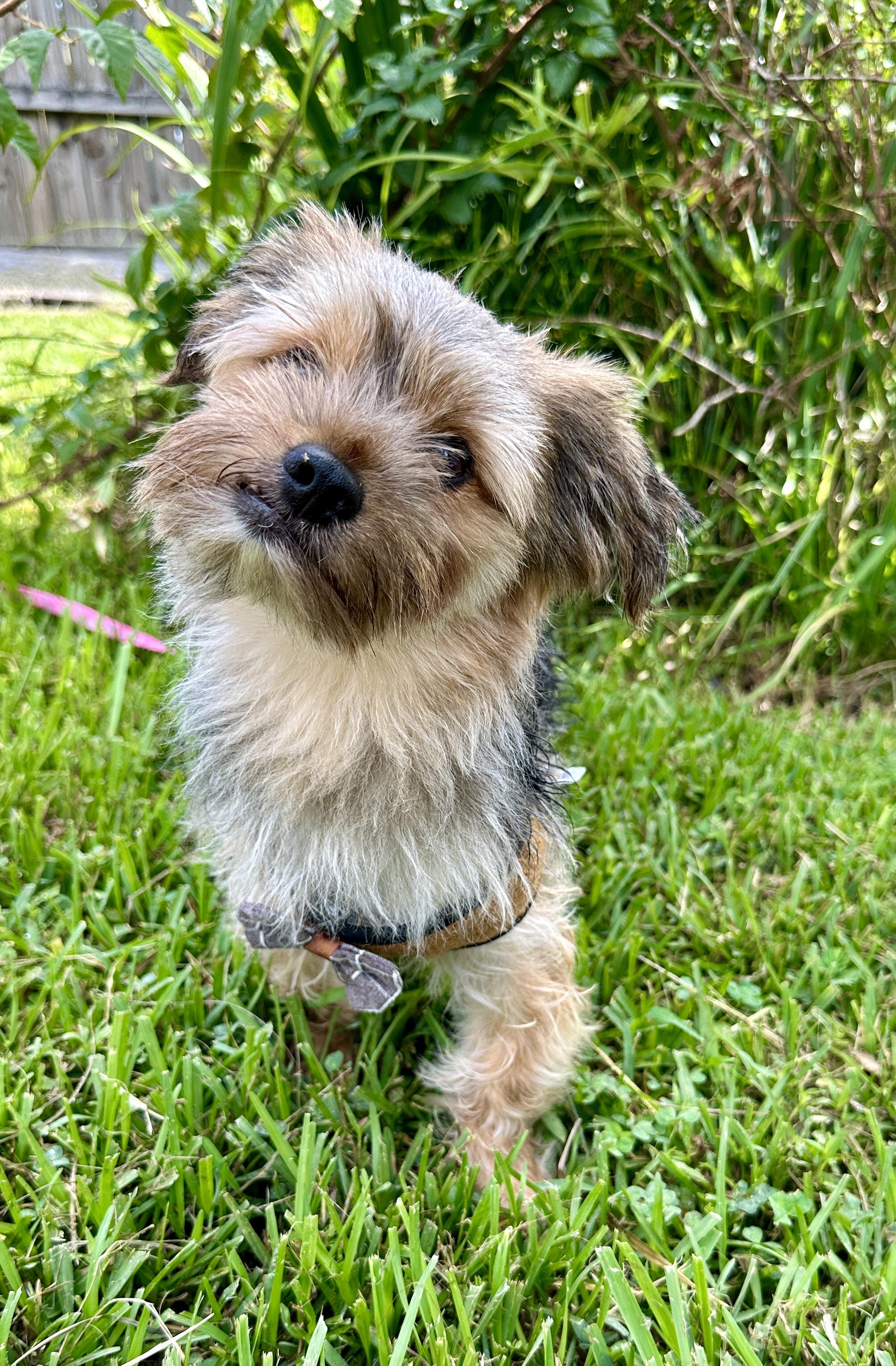 Bear (Benefactor Dog), Adult Male Yorkshire Terrier