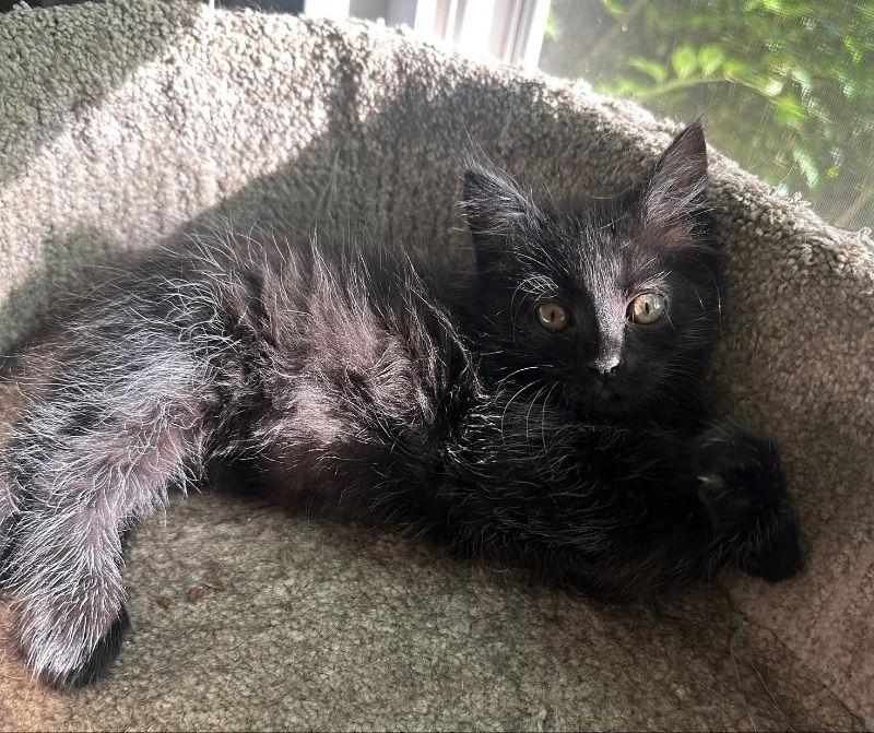 Jack, Adopted, Young Male Domestic Long Hair.