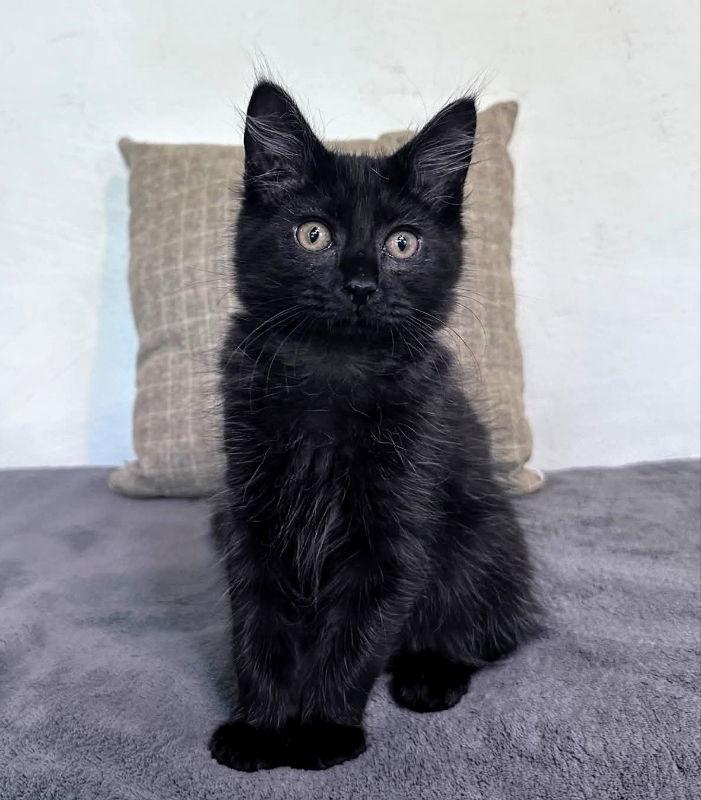 Jack, a Adopted Domestic Long Hair in Knoxville, TN image 2/3