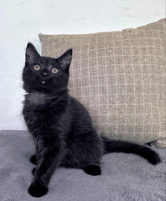 Jack, a Adopted Domestic Long Hair in Knoxville, TN image 3/3