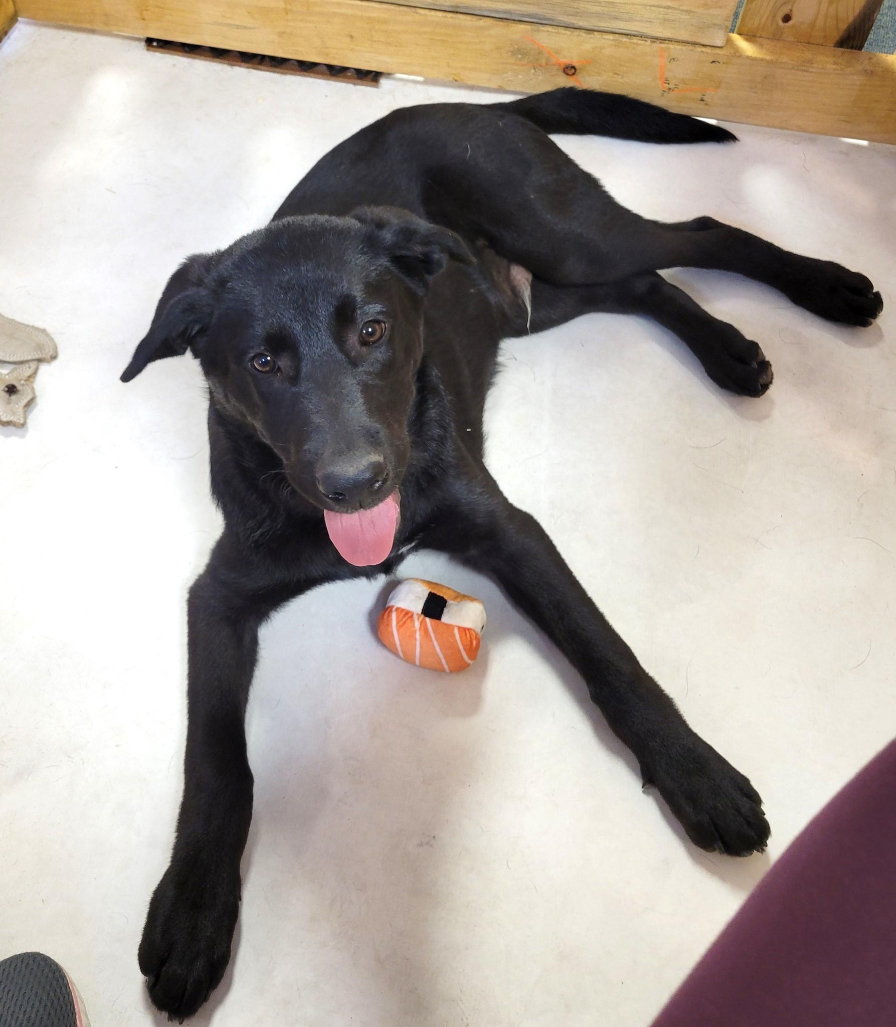 Quincy, Adopted, Young Male Black Labrador Retriever & Shepherd.