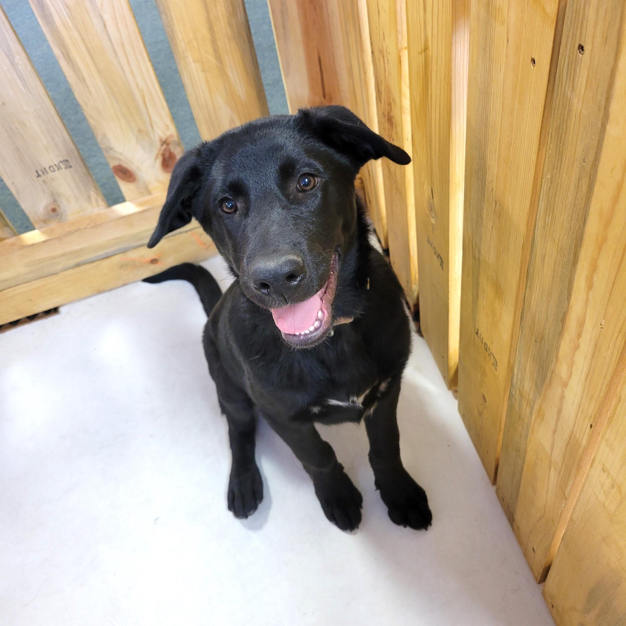 Enlarge Quincy, a Adopted mixed breed in Lewiston, ID image 3/4