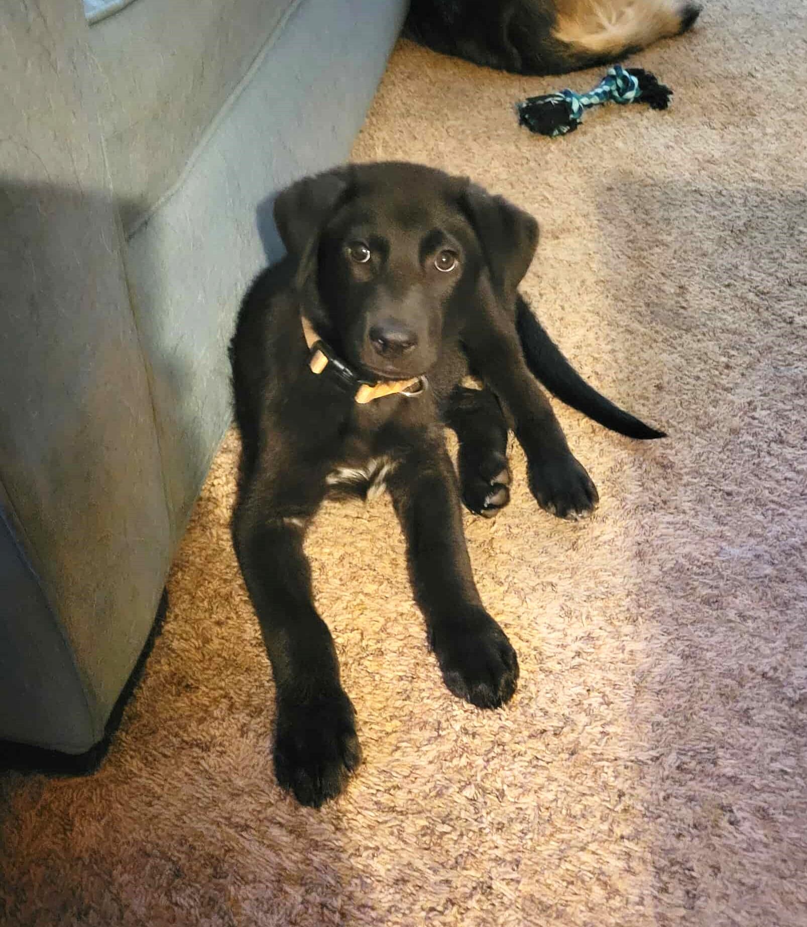 Enlarge Quincy, a Adopted mixed breed in Lewiston, ID image 4/4