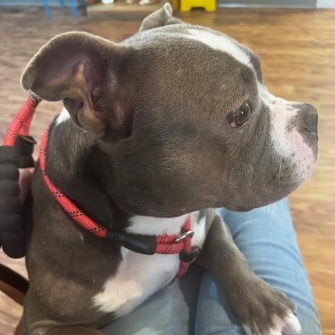 Enlarge Dolly, a Adopted American Bully in Lincoln, RI image 1/3