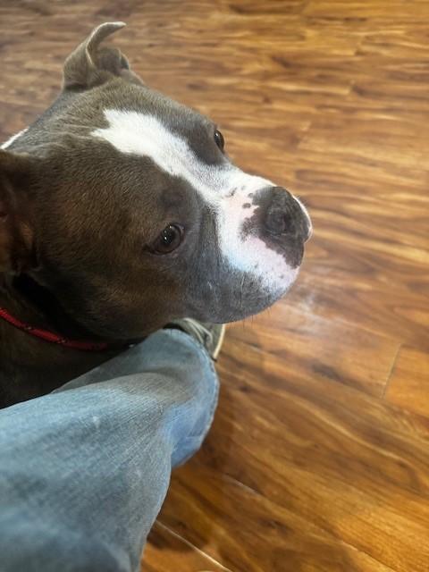 Enlarge Dolly, a Adopted American Bully in Lincoln, RI image 2/3