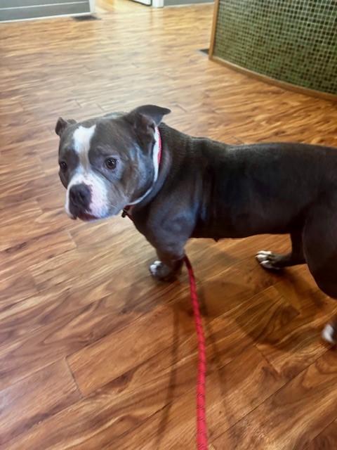 Enlarge Dolly, a Adopted American Bully in Lincoln, RI image 3/3