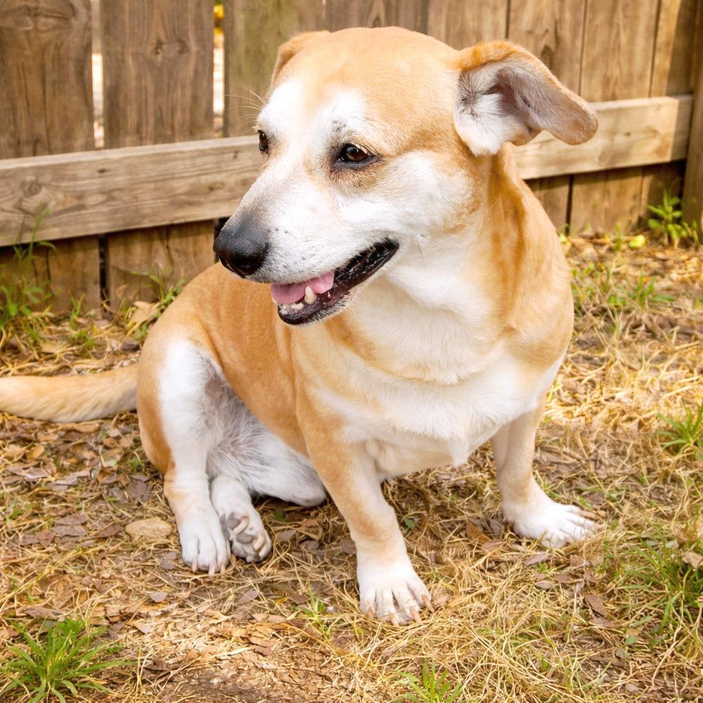 Enlarge Ringo, a Adoptable mixed breed in Boerne, TX image 2/6