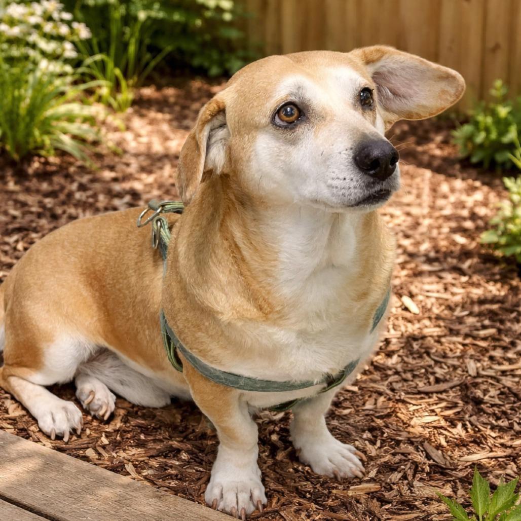 Ringo, Adoptable, Senior Male Corgi.