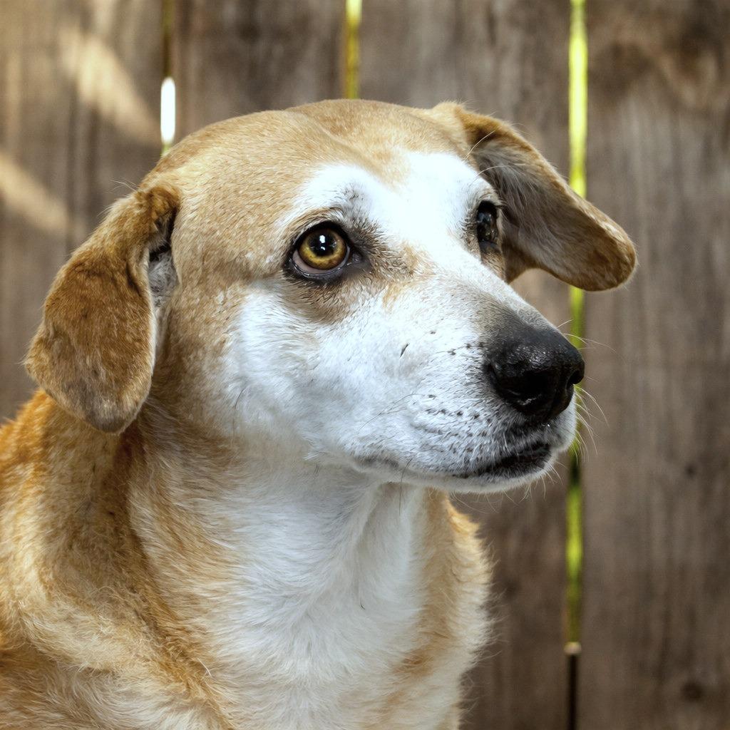 Enlarge Ringo, a Adoptable mixed breed in Boerne, TX image 4/6