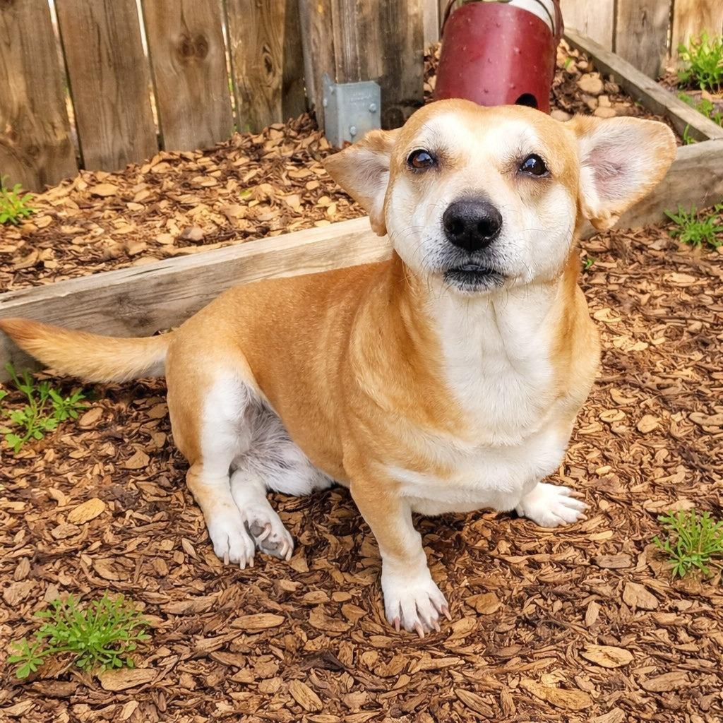 Enlarge Ringo, a Adoptable mixed breed in Boerne, TX image 5/6