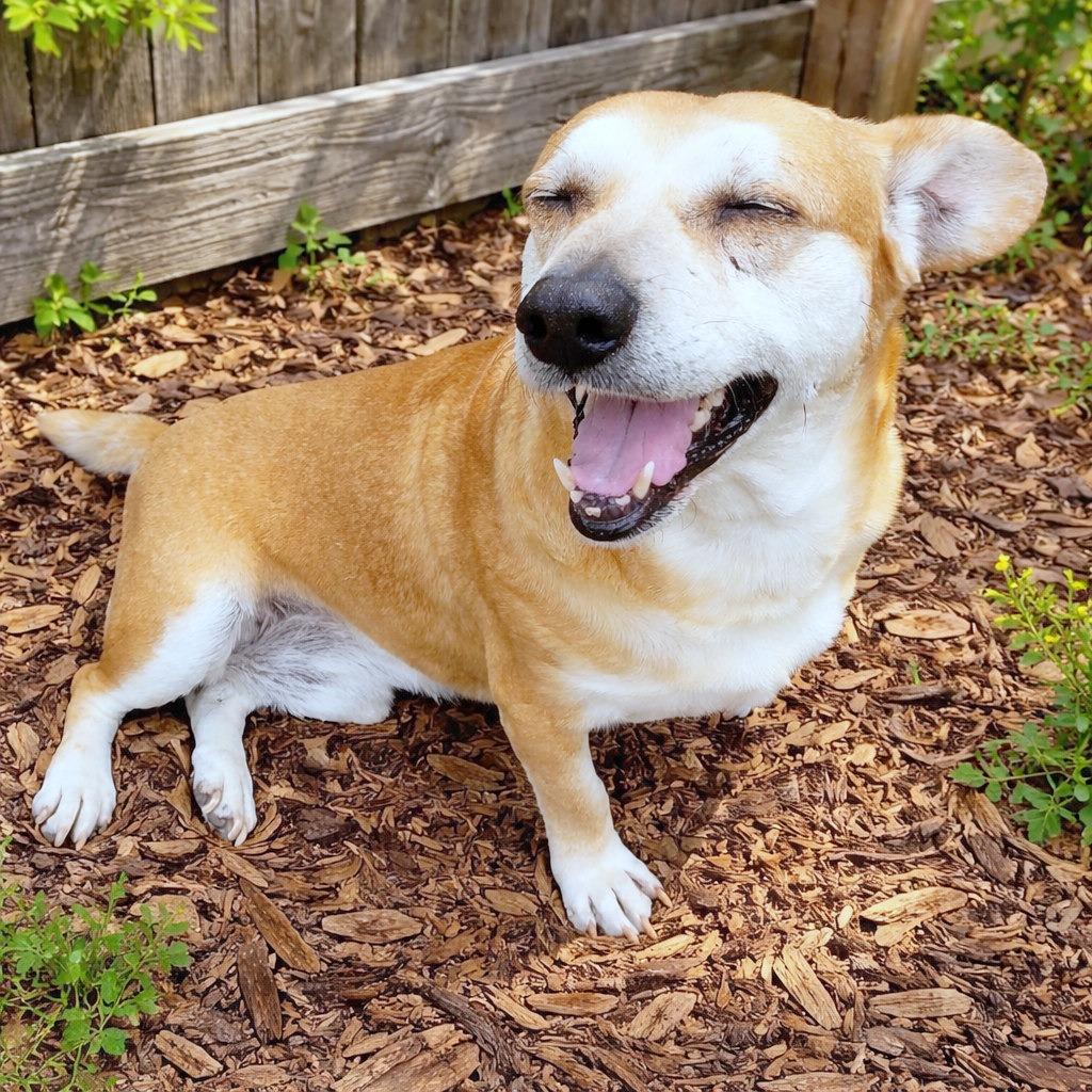 Enlarge Ringo, a Adoptable mixed breed in Boerne, TX image 6/6