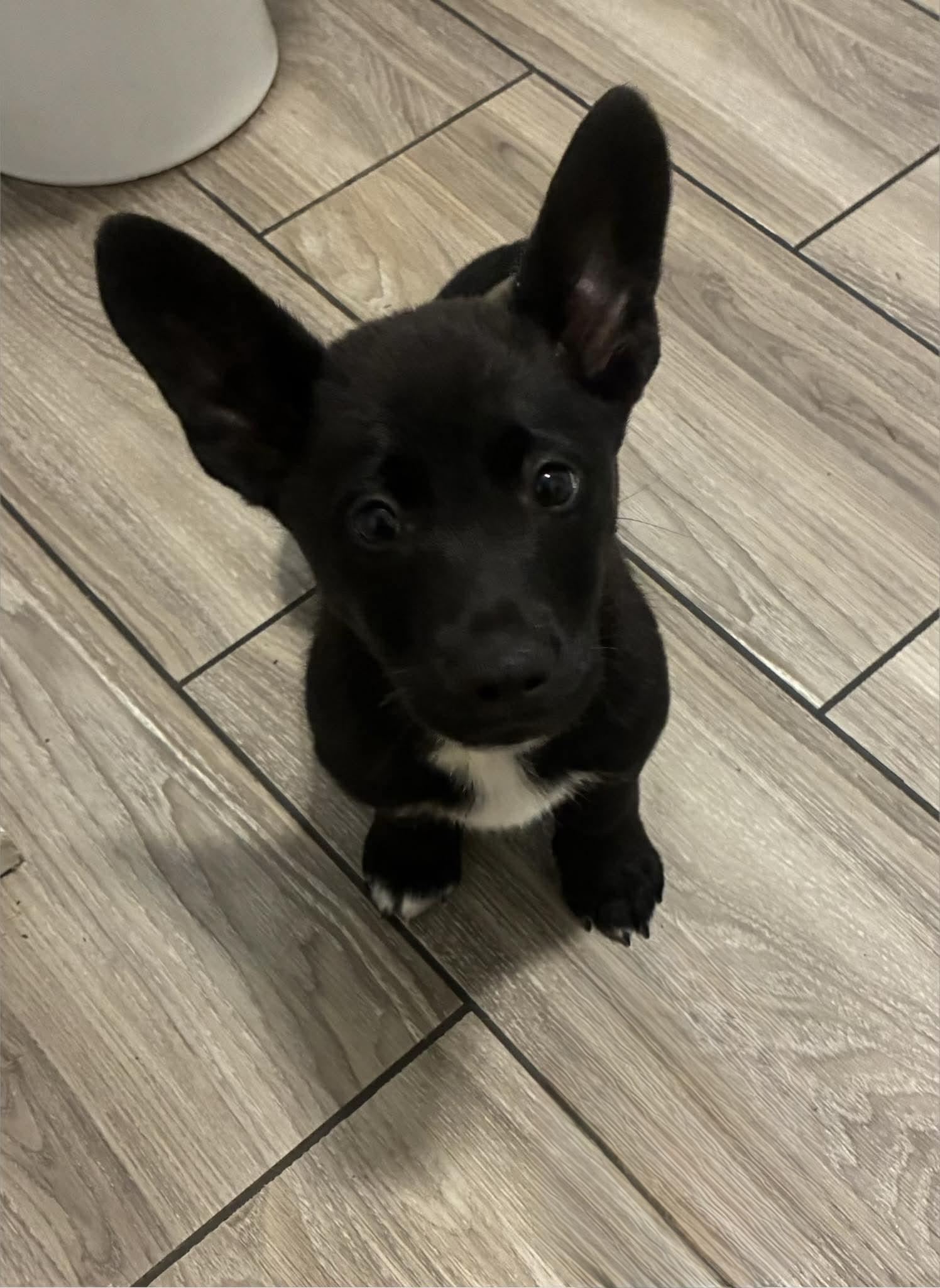 Enlarge Keso, a Adoptable mixed breed in New Baltimore, MI image 1/2