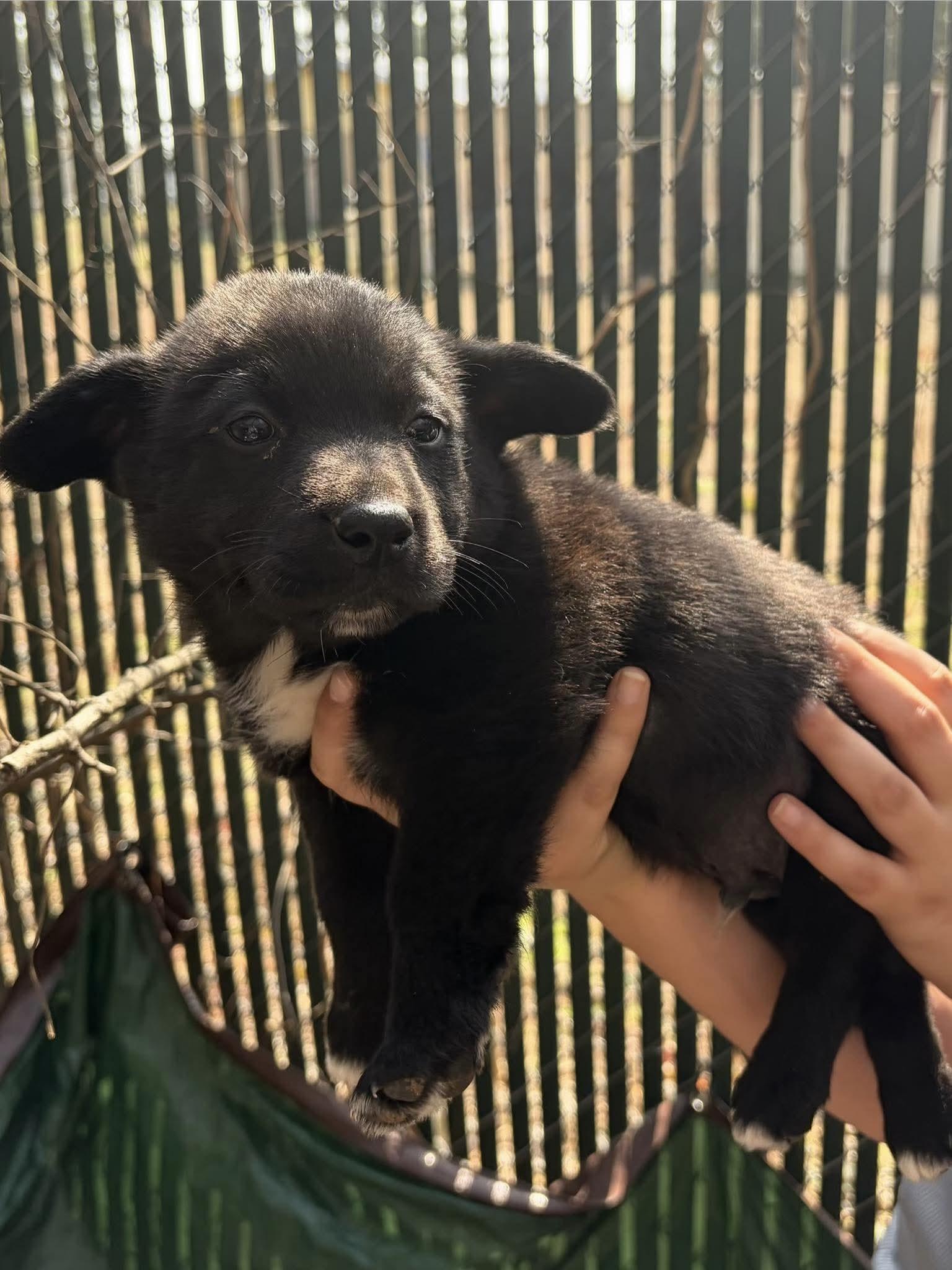 Enlarge Keso, a Adoptable mixed breed in New Baltimore, MI image 2/2