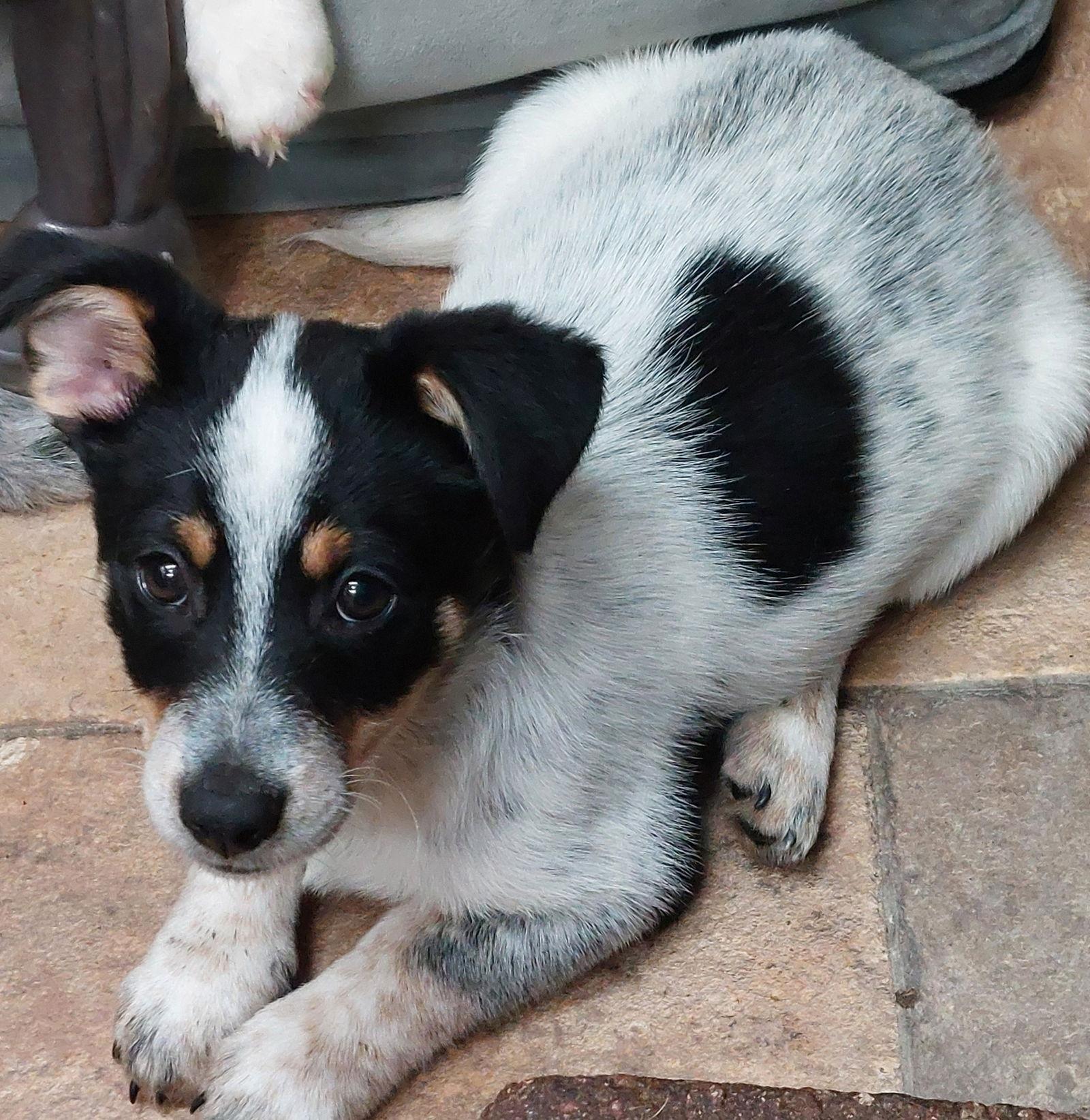 Leif, Adoptable, Puppy Male Australian Shepherd & Corgi.