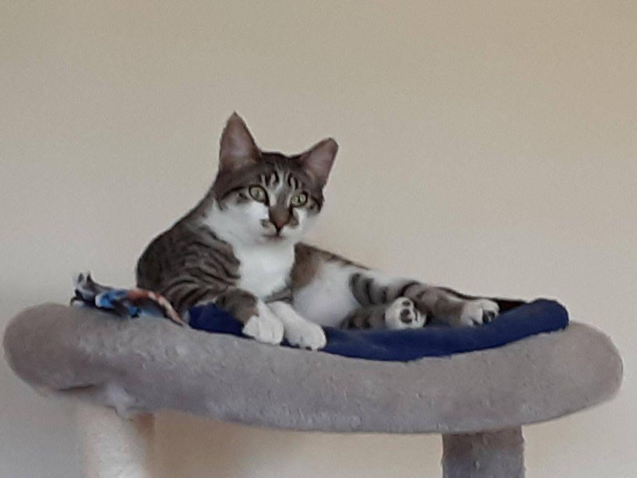 Tuscany, Adoptable, Young Male Domestic Short Hair.