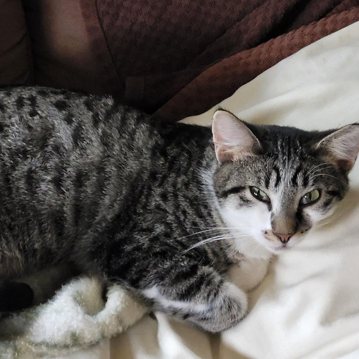 Enlarge Tuscany, a Adoptable Domestic Short Hair in Owatonna, MN image 3/3