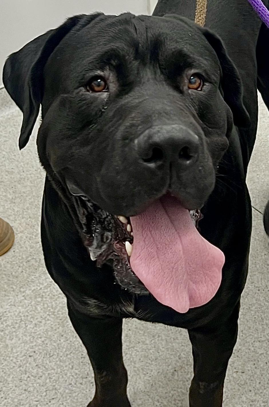 Enlarge MACK, a Adoptable mixed breed in Bakersfield, CA image 2/3