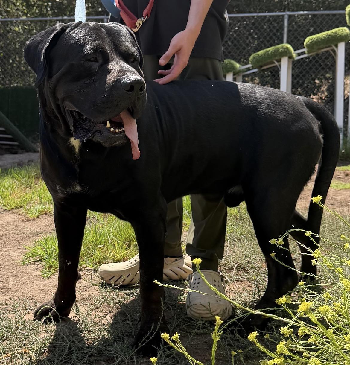 Enlarge MACK, a Adoptable mixed breed in Bakersfield, CA image 1/3