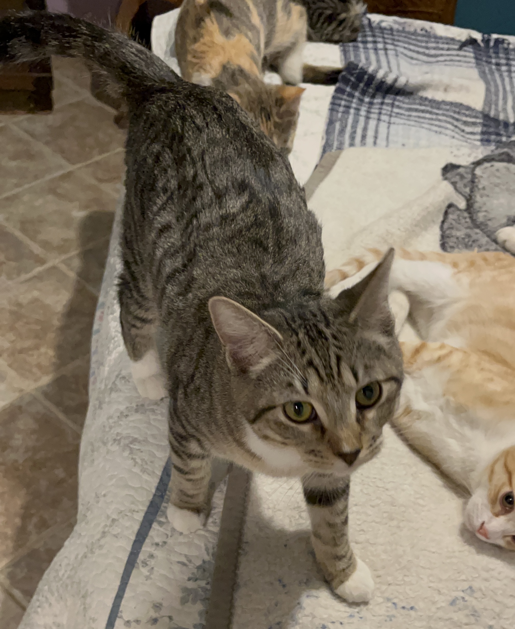 Enlarge Manzee, a Adoptable mixed breed in Moreno Valley, CA image 2/3