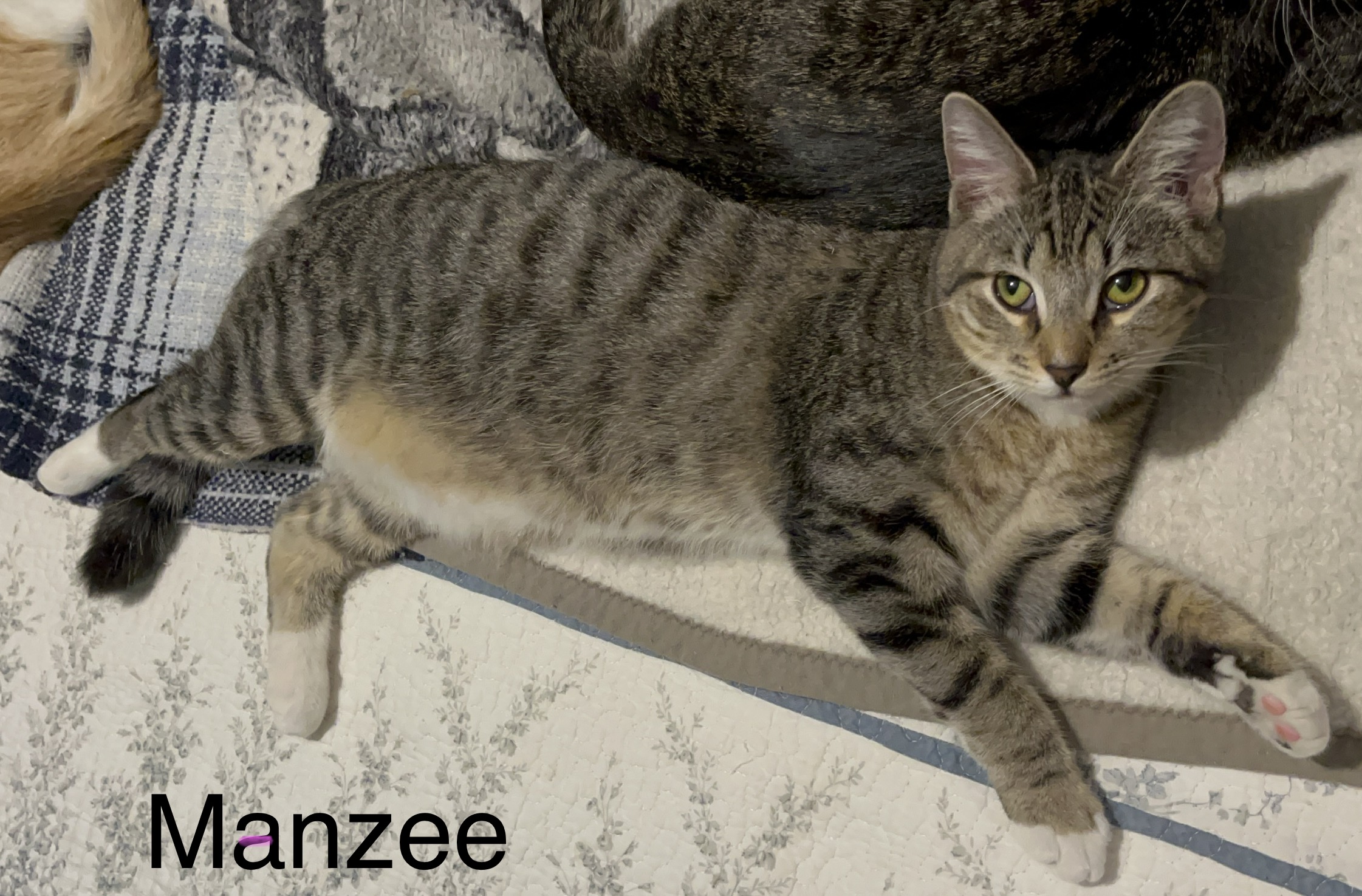 Enlarge Manzee, a Adoptable mixed breed in Moreno Valley, CA image 1/3