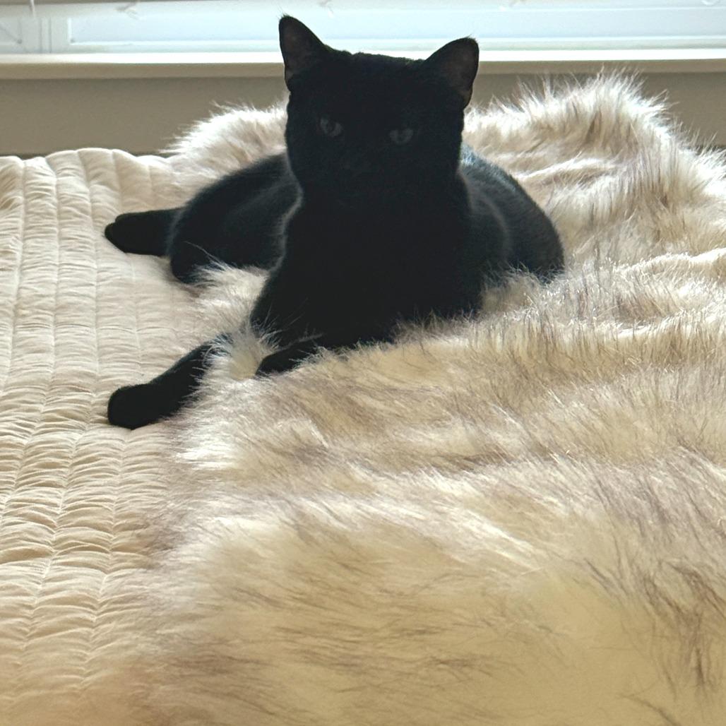 Smokey, Adoptable, Young Male Domestic Short Hair.