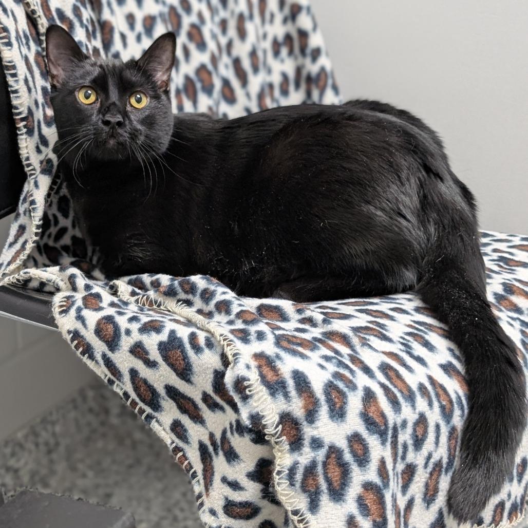 Enlarge Smokey, a Adoptable Domestic Short Hair in Brookfield, WI image 2/2