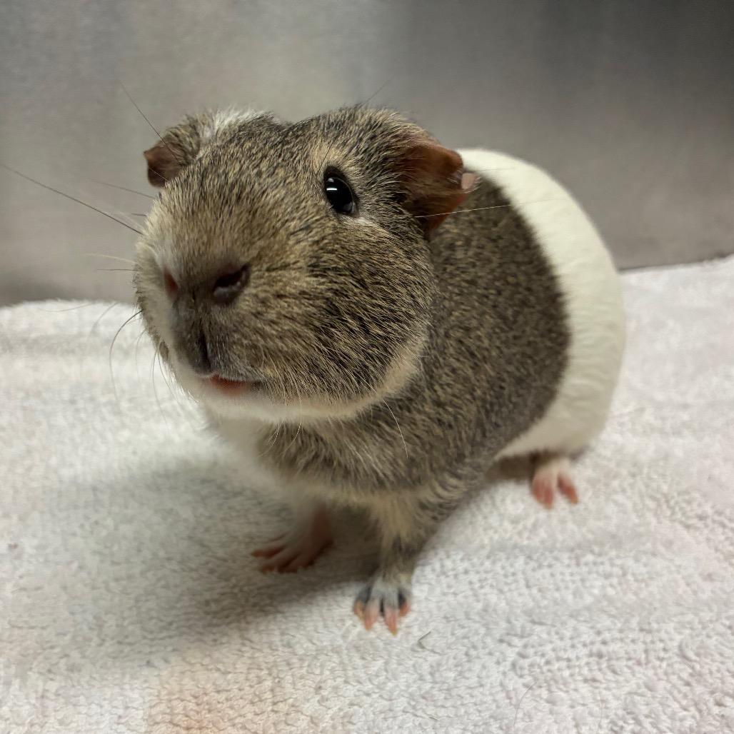 Malcom, Adoptable, Adult Male Guinea Pig & Guinea Pig.