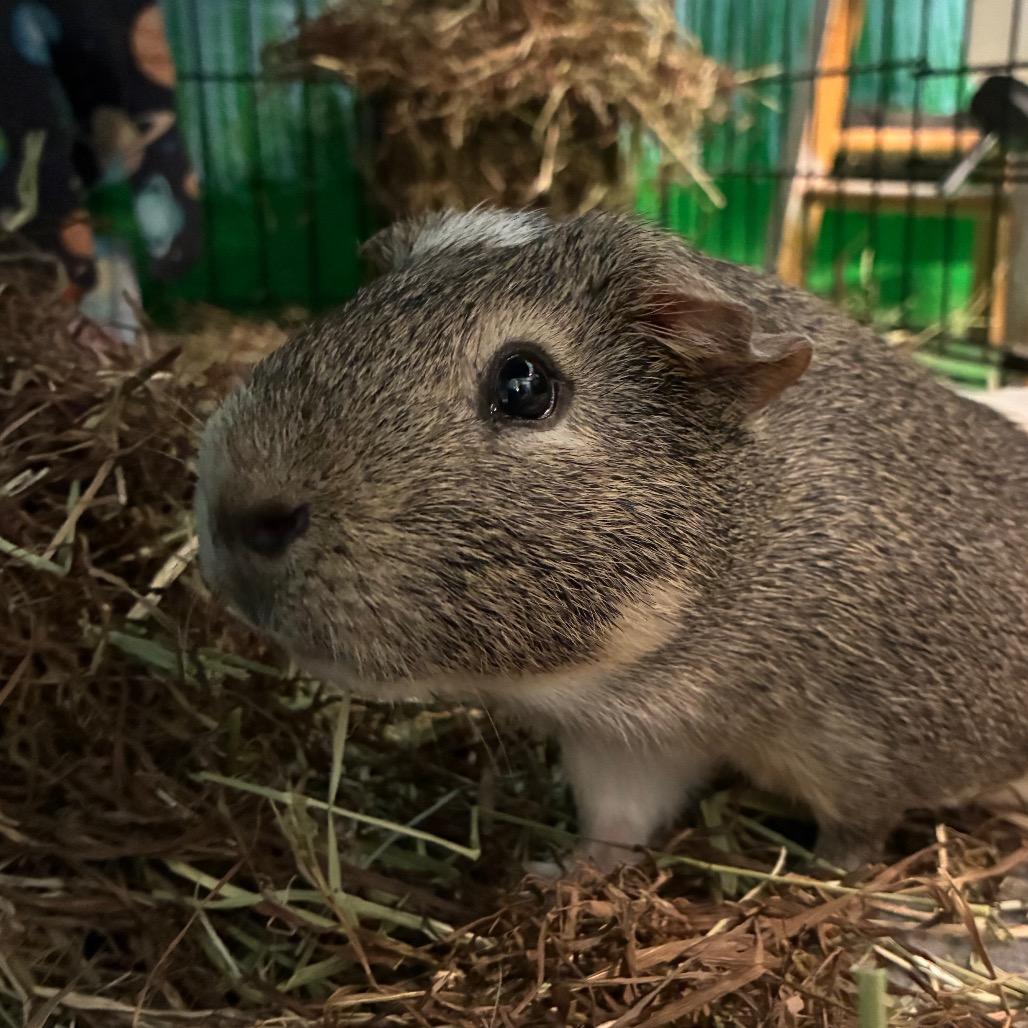 Malcom, Adoptable, Adult Male Guinea Pig & Guinea Pig.