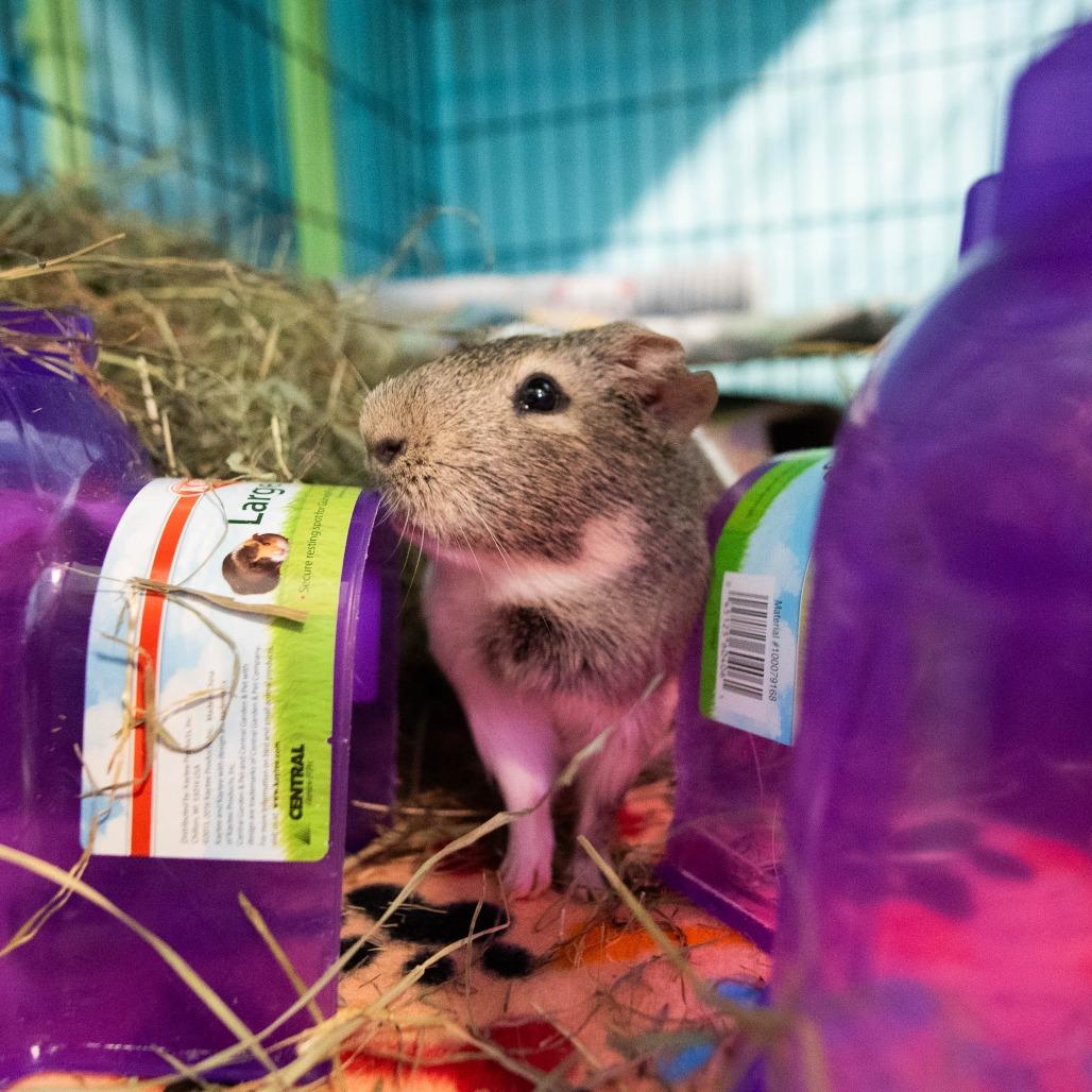 Enlarge Malcom, a Adoptable mixed breed in Providence, RI image 2/6